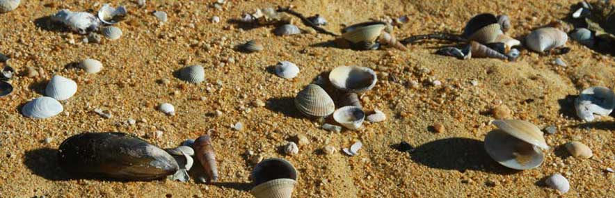 Shells on Kaiteriteri Beach, Tasman, Nelson